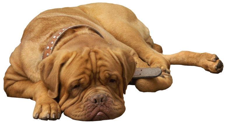 English Bulldog PNG Clip Art - Best WEB Clipart