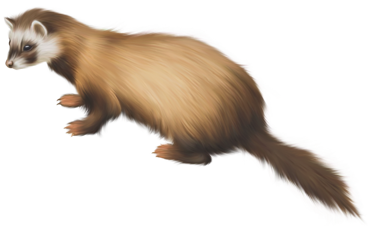 Ferret PNG Clip Art - Best WEB Clipart