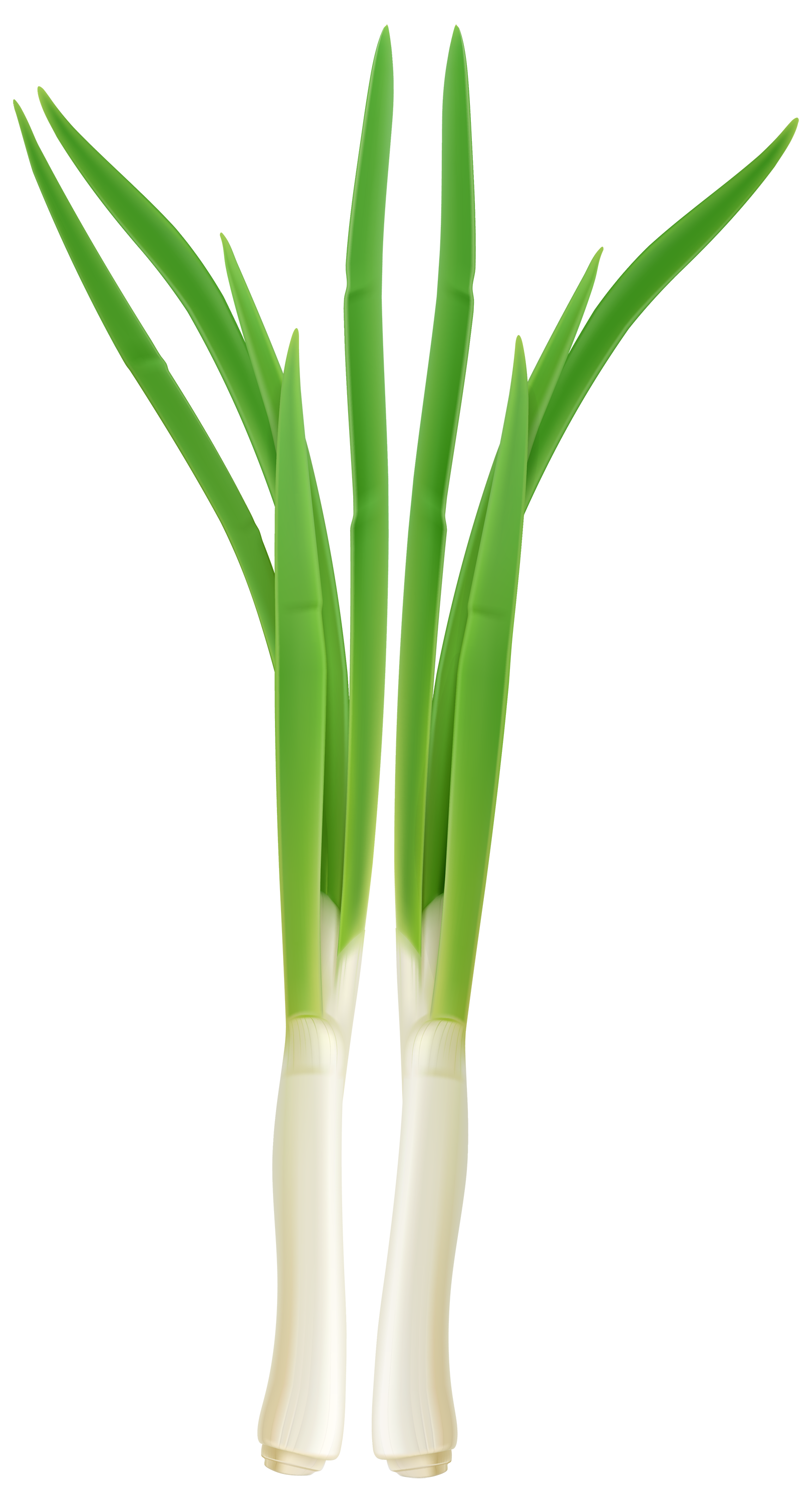 Fresh Onion PNG Clipart - Best WEB Clipart