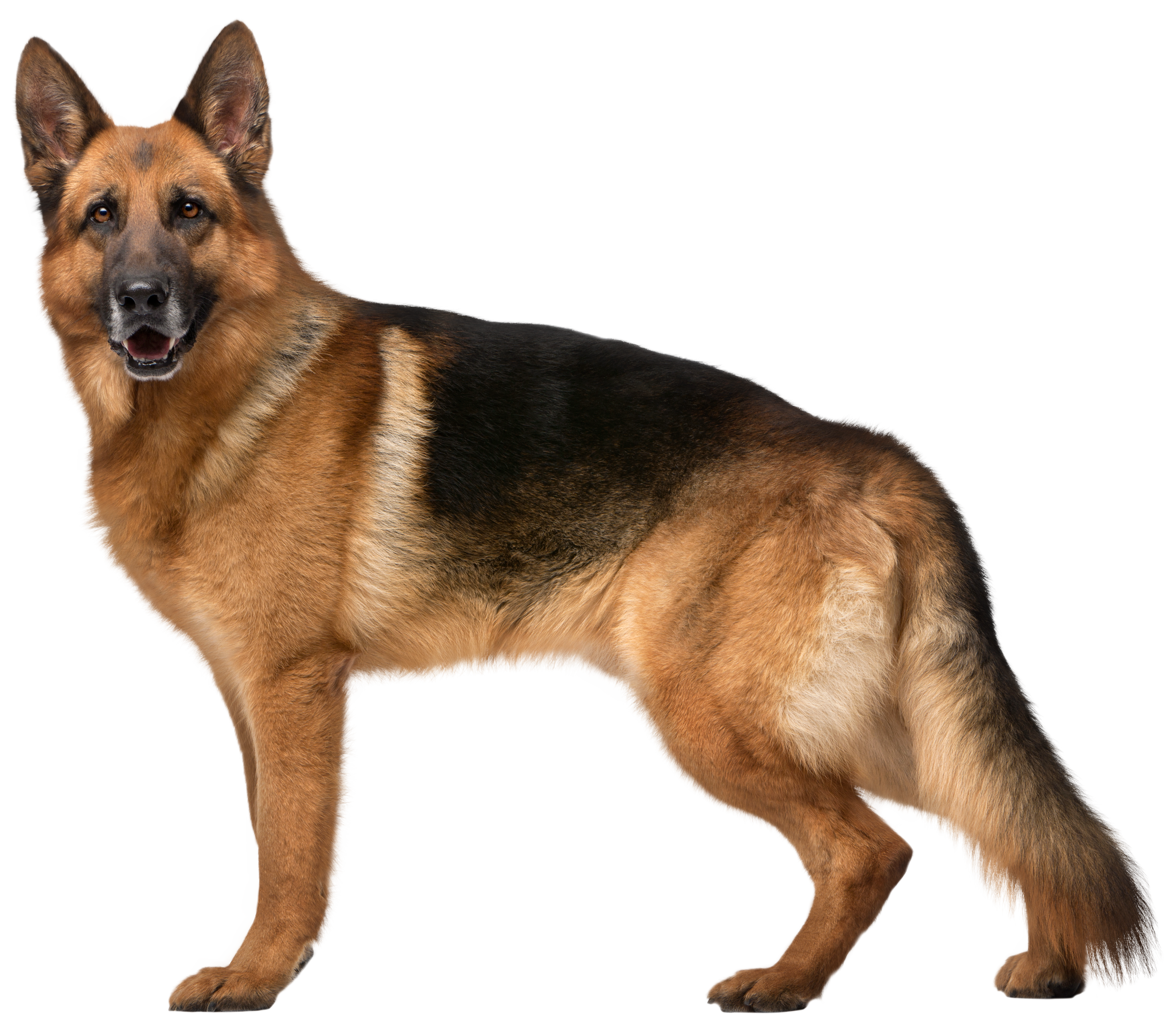 Dog png hot sale image