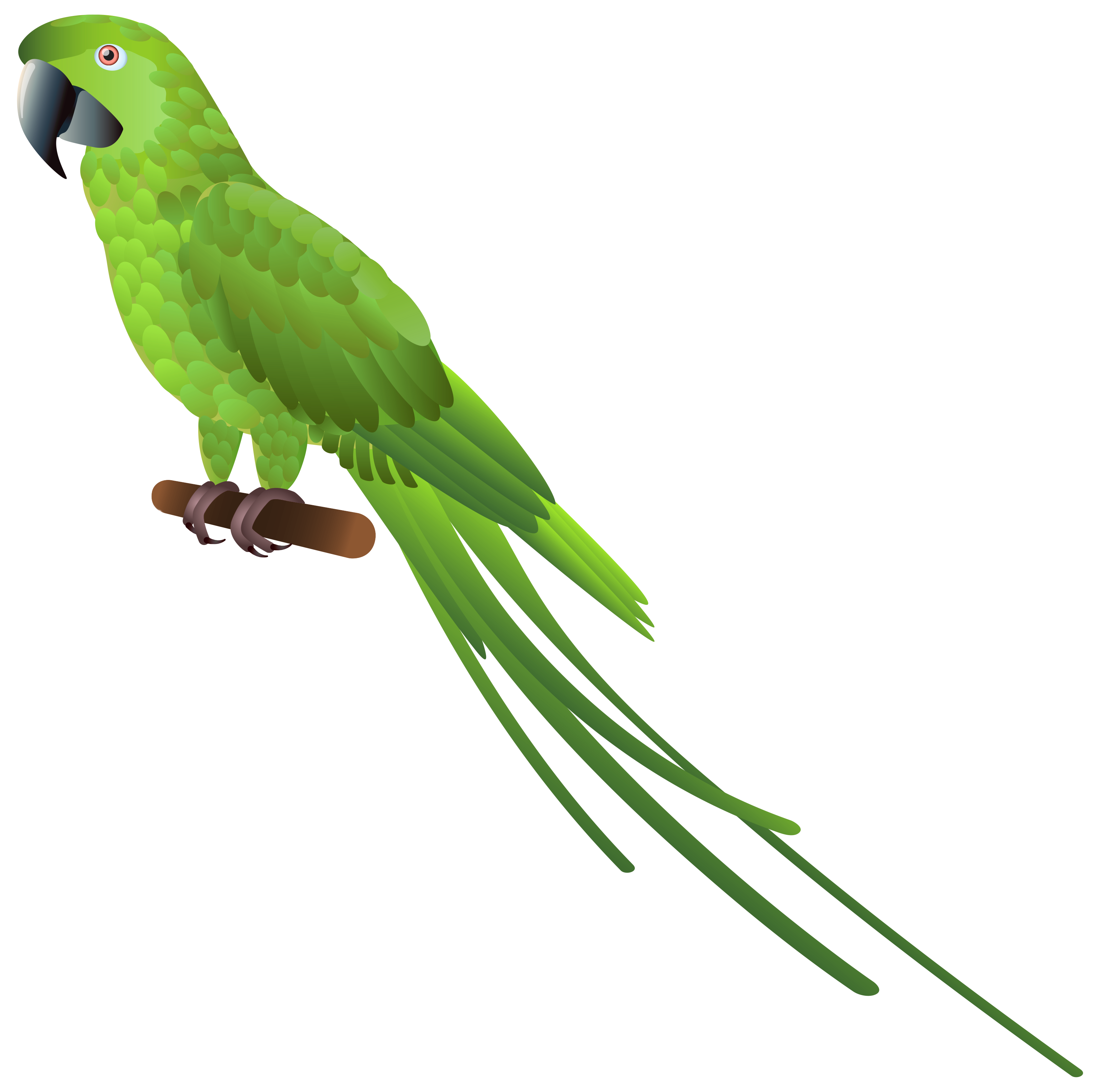 Green Parrot Png Clipart Best Web Clipart