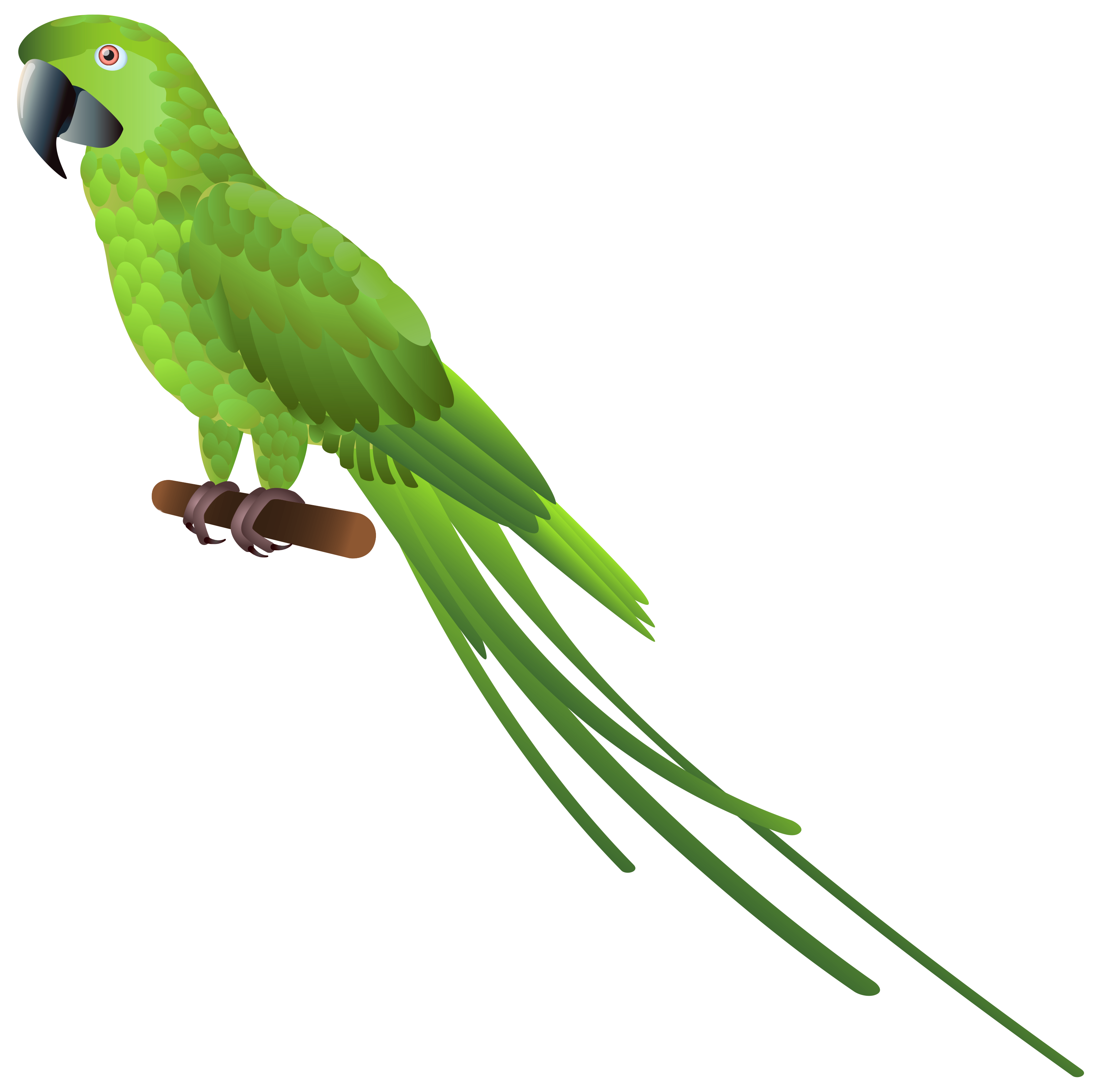 Green Parrot PNG Clipart - Best WEB Clipart