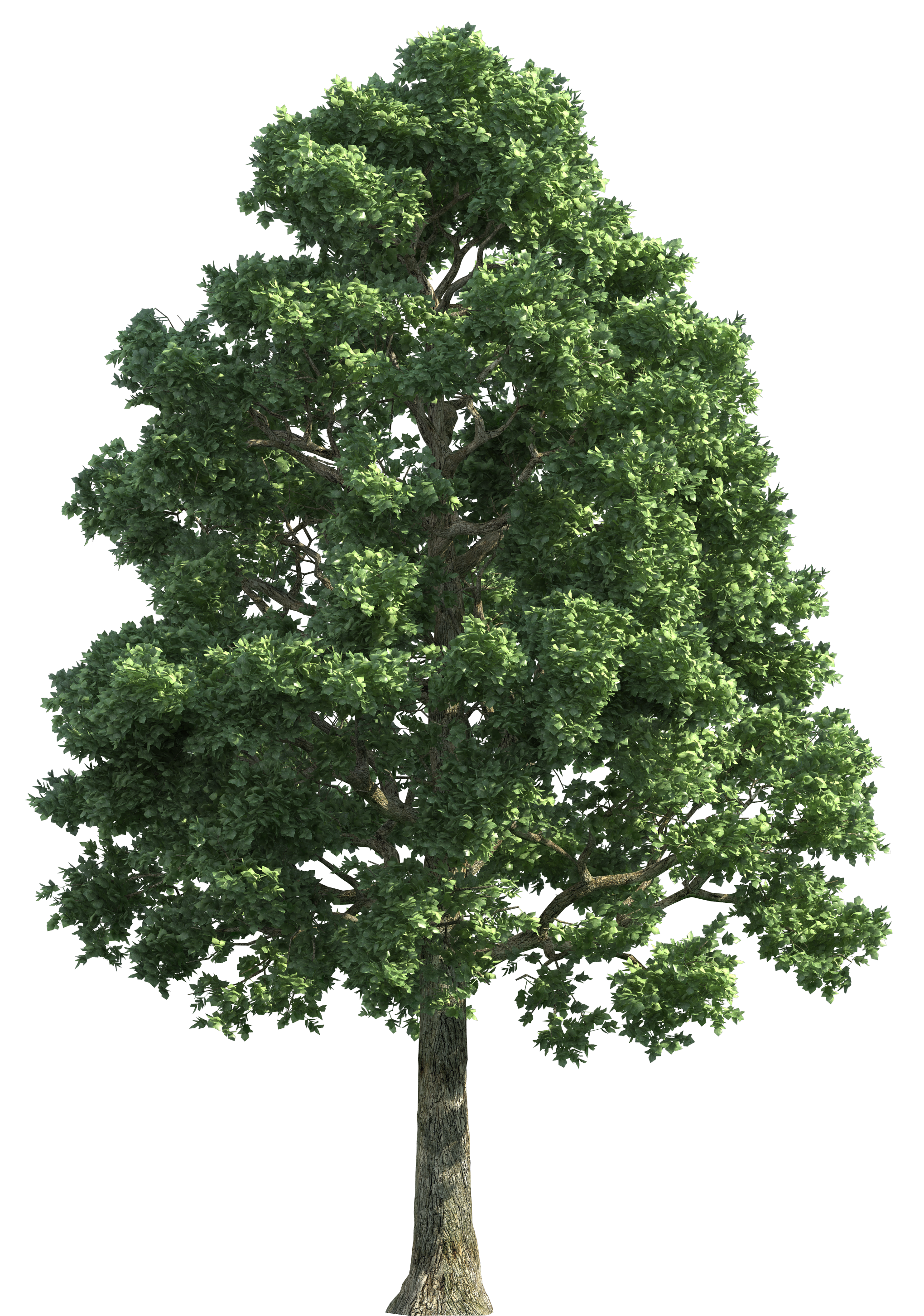 Green Realistic Tree PNG Clip Art - Best WEB Clipart