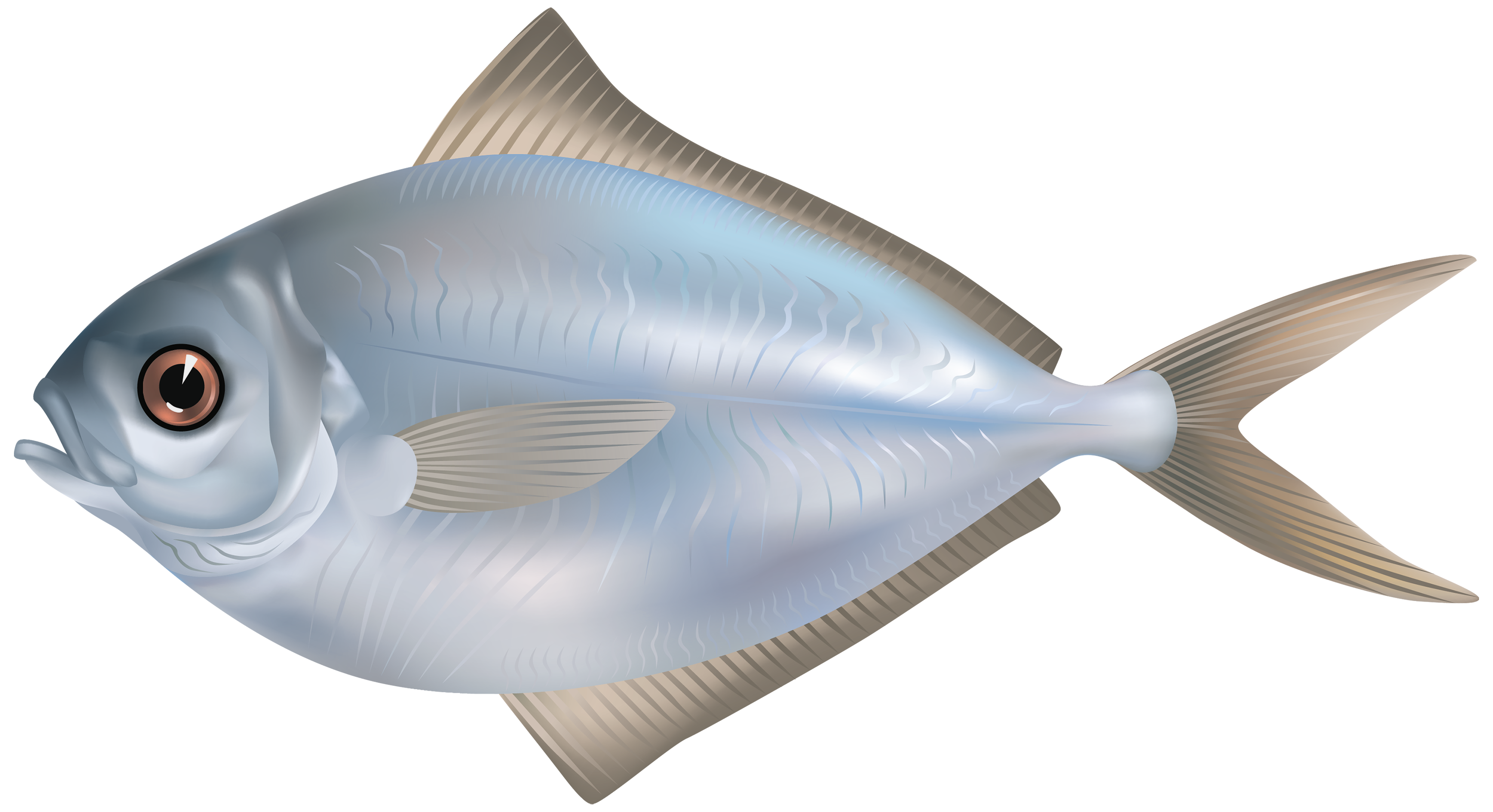 Grey Butter Fish PNG Clipart Image - Best WEB Clipart