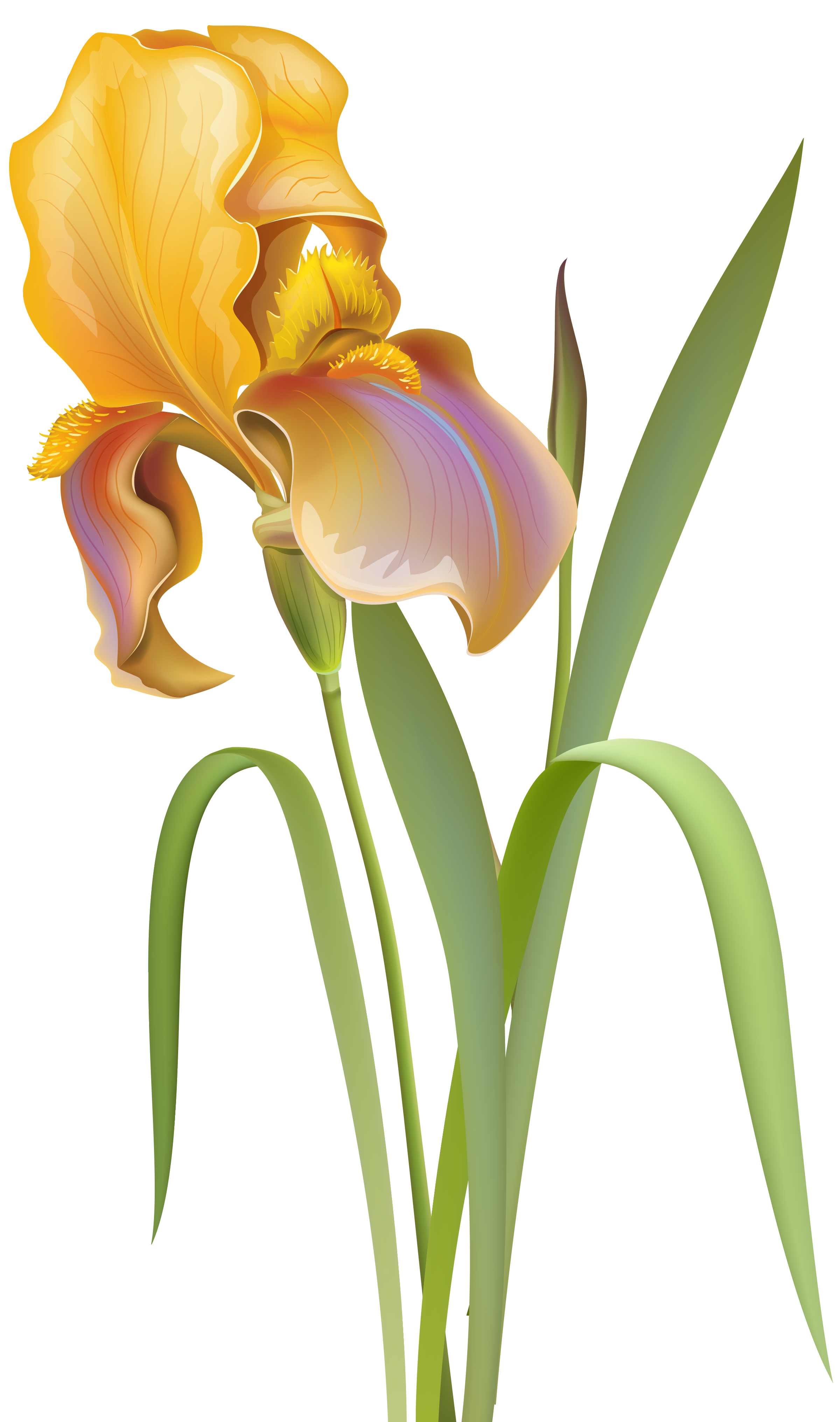  Iris Flower PNG Clip Art - Best WEB Clipart