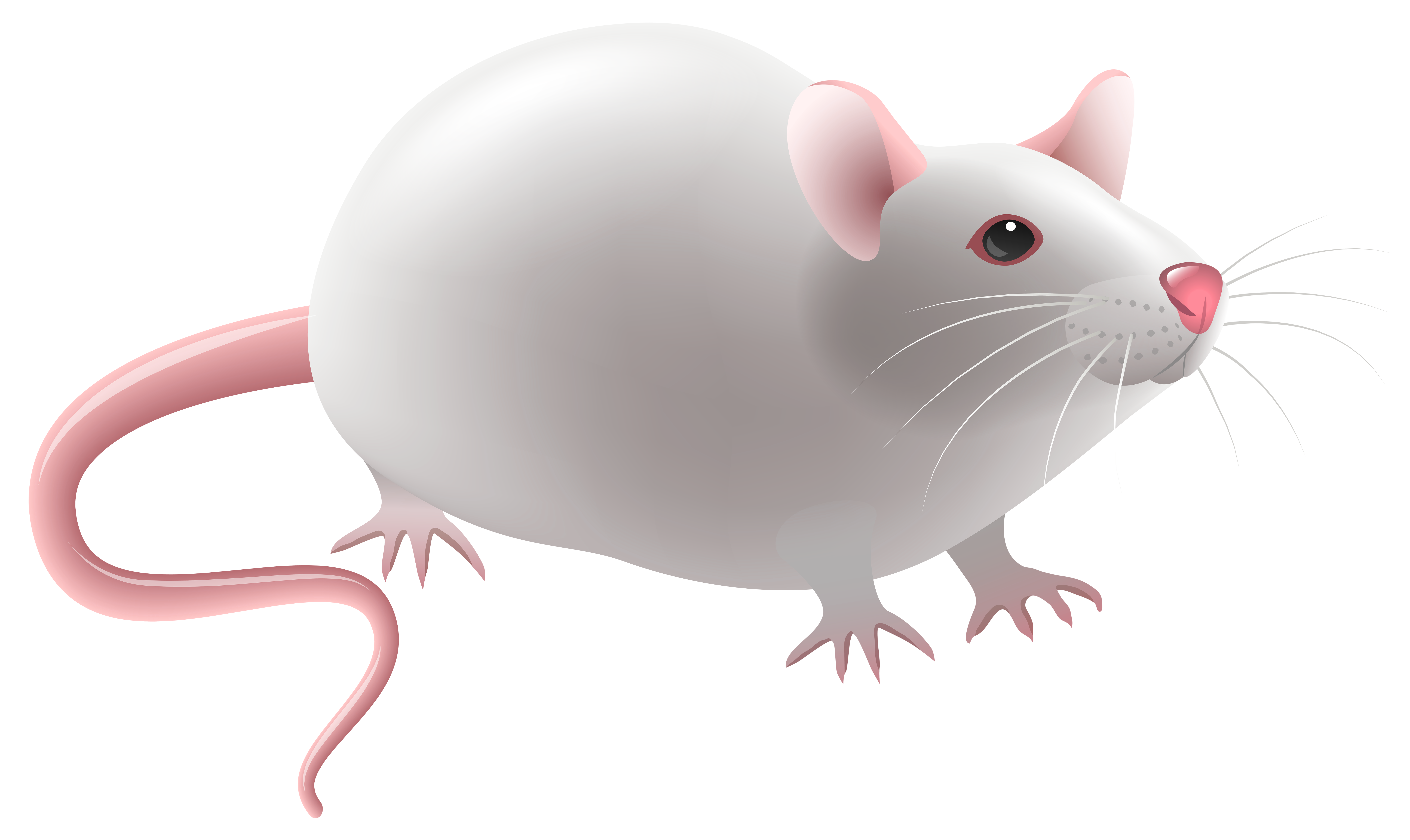 Mouse PNG Clip Art - Best WEB Clipart