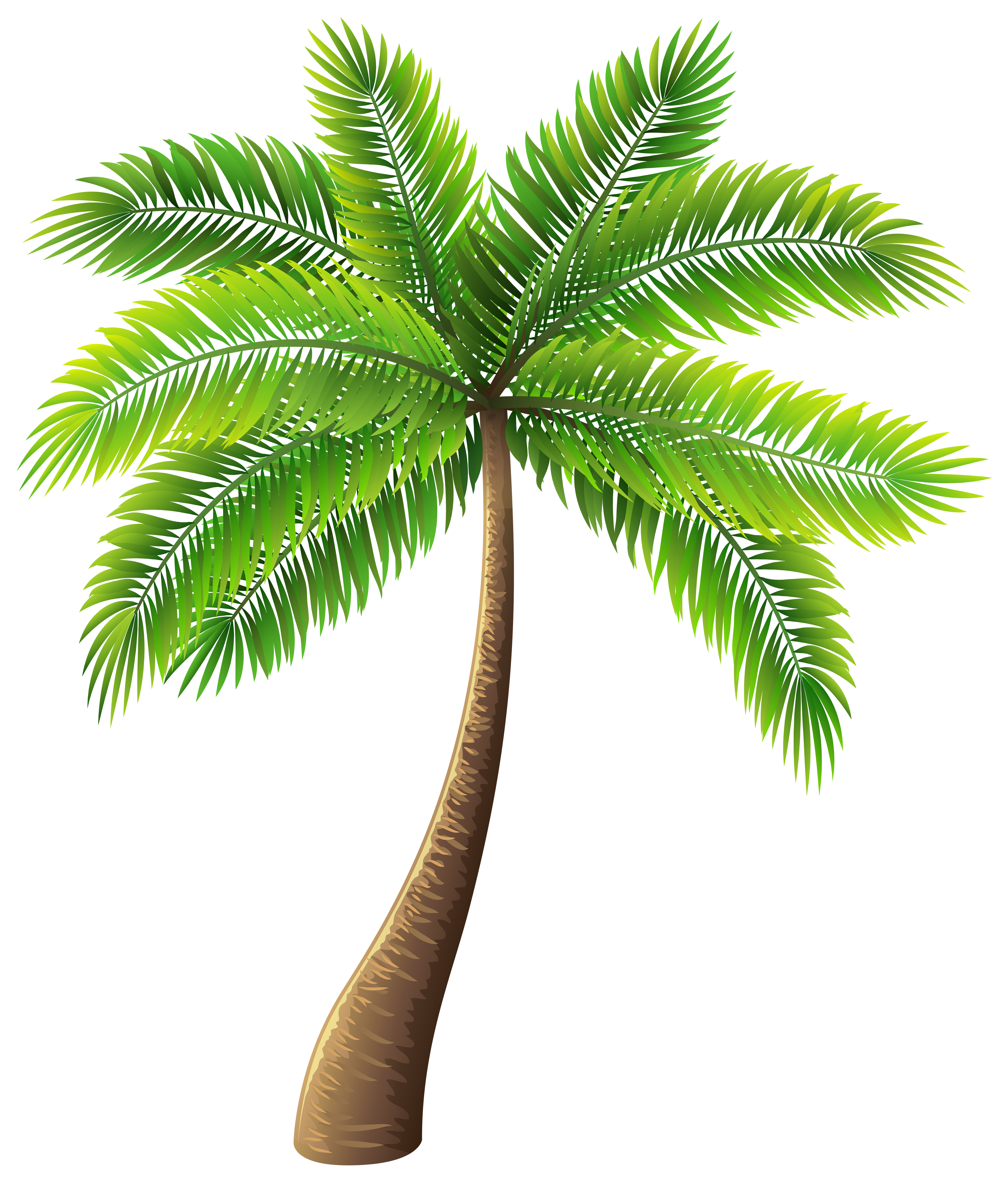 Green Palm Tree PNG Transparent Images Free Download