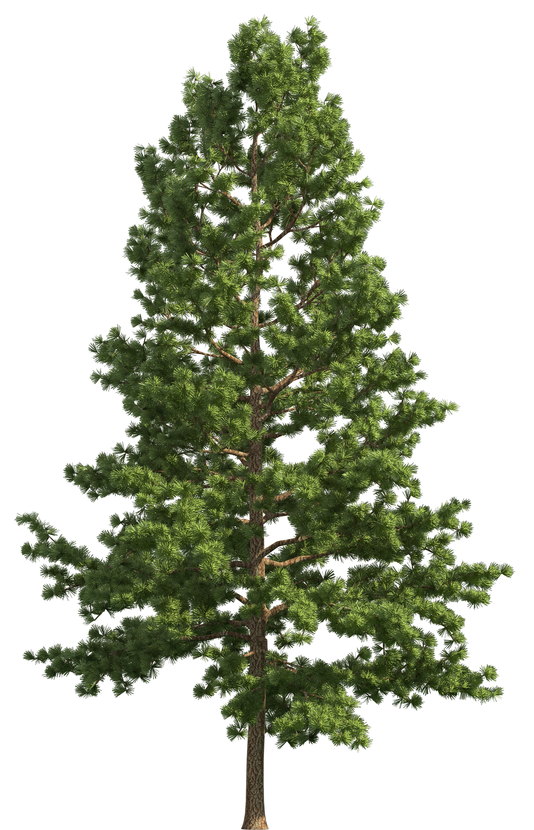 Pine Realistic Tree PNG Clip Art - Best WEB Clipart