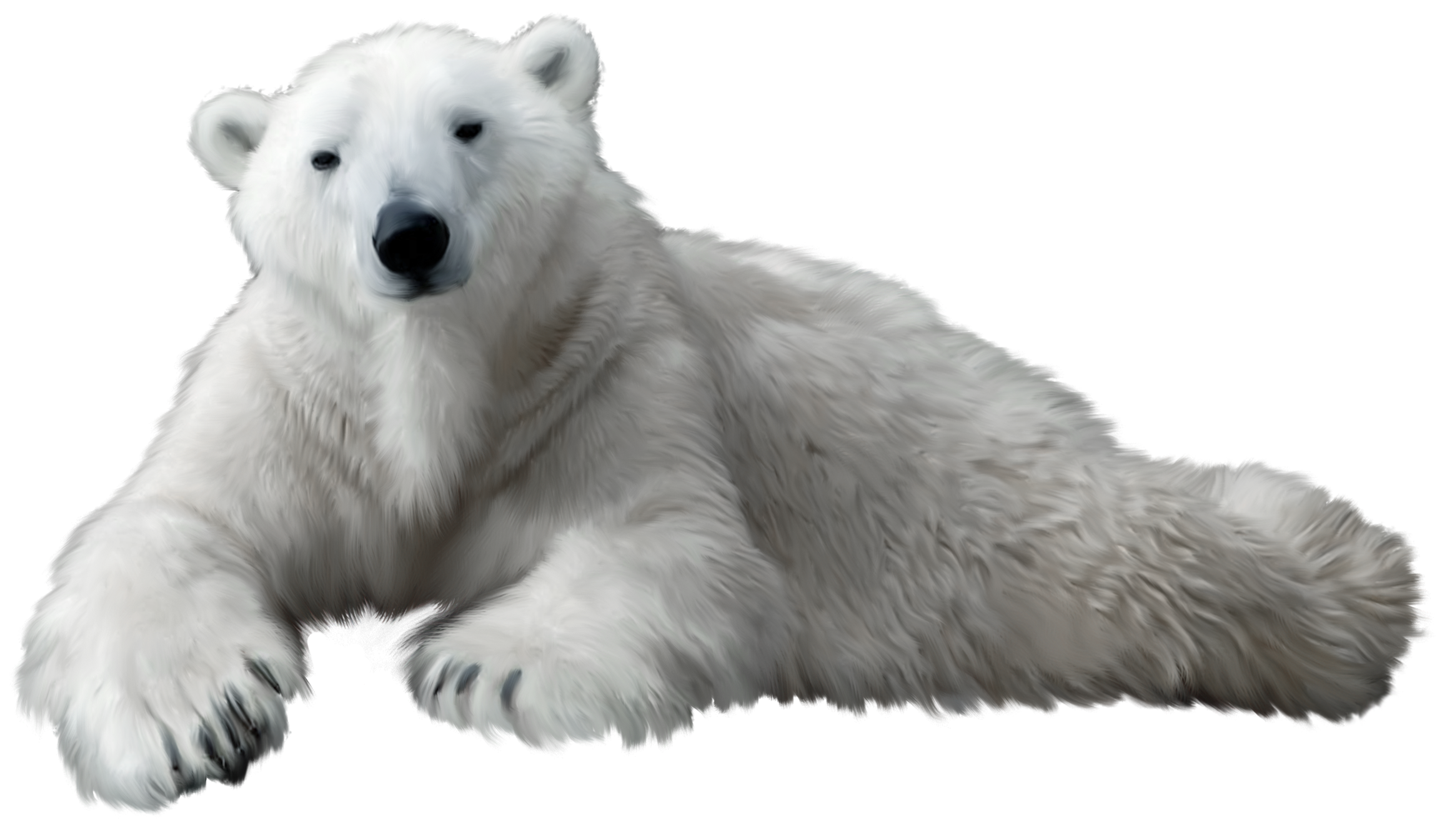 Polar Bear PNG Clip Art - Best WEB Clipart
