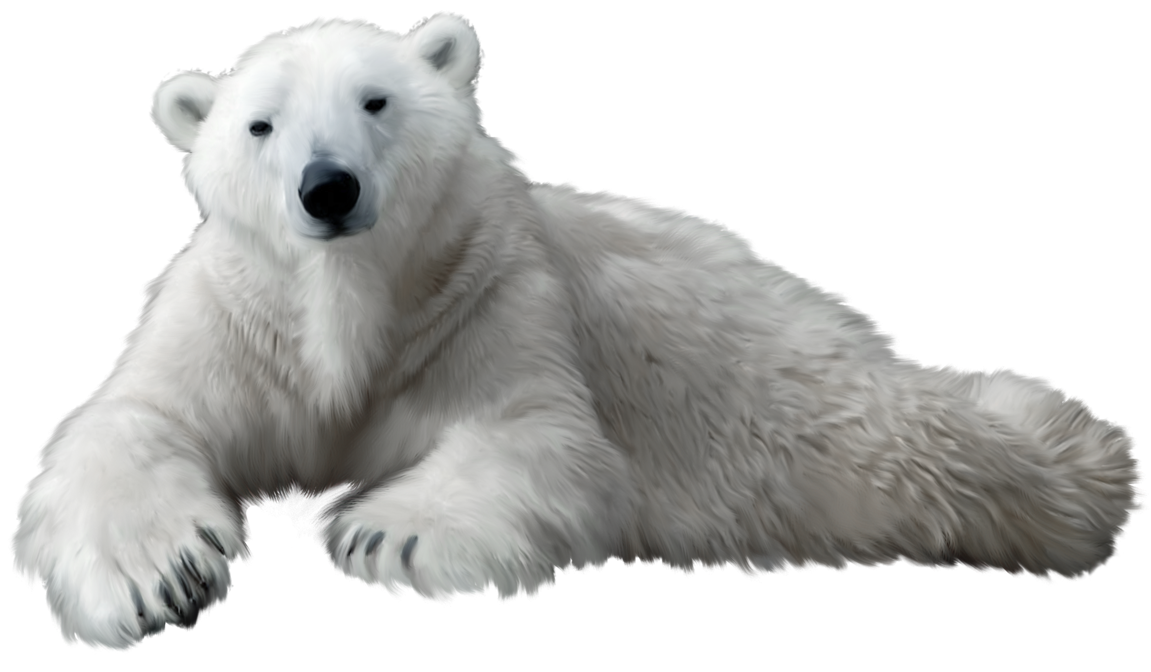 Polar Bear PNG Clip Art - Best WEB Clipart