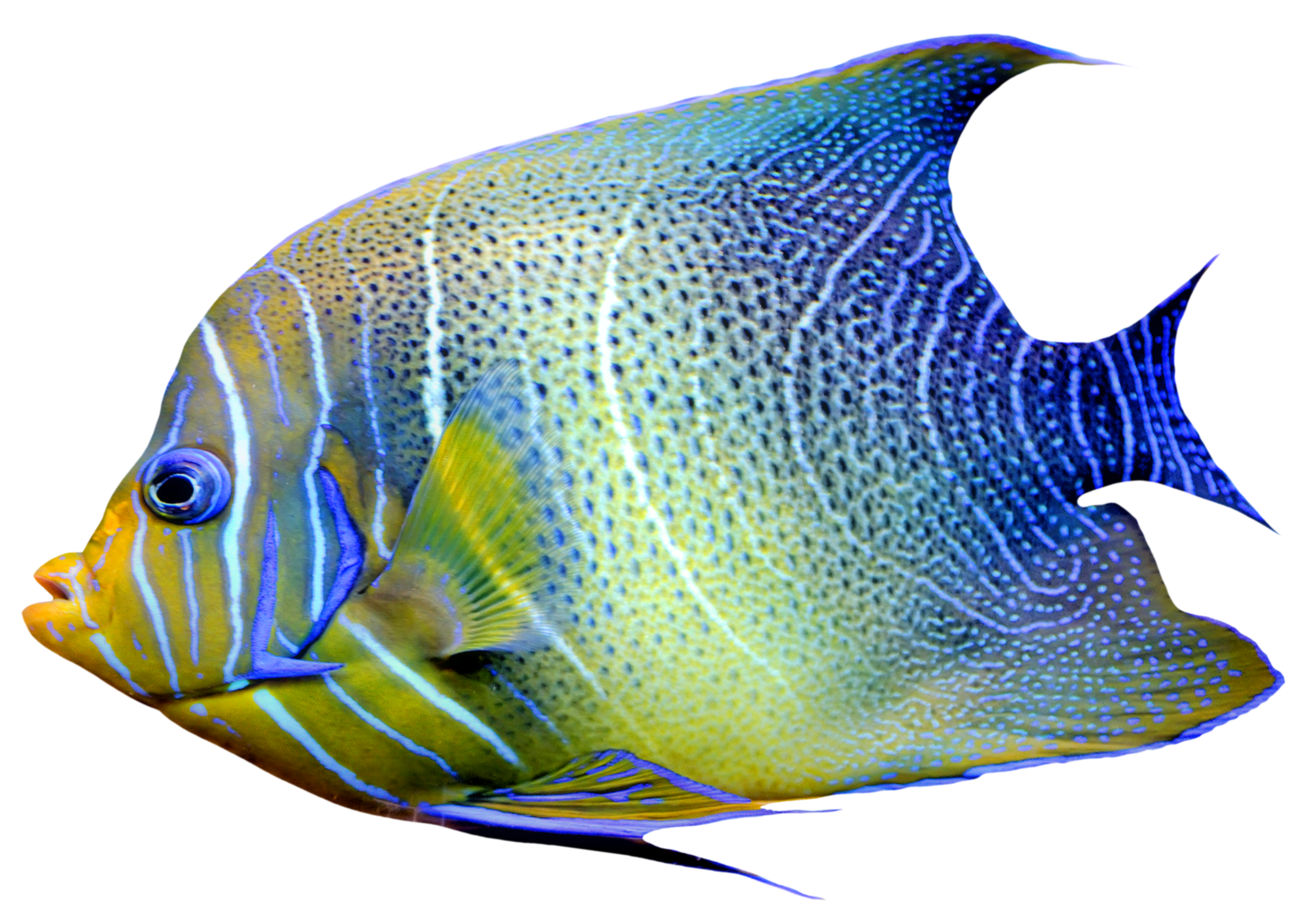 Realistic Fish Blue and Yellow PNG Clipart - Best WEB Clipart