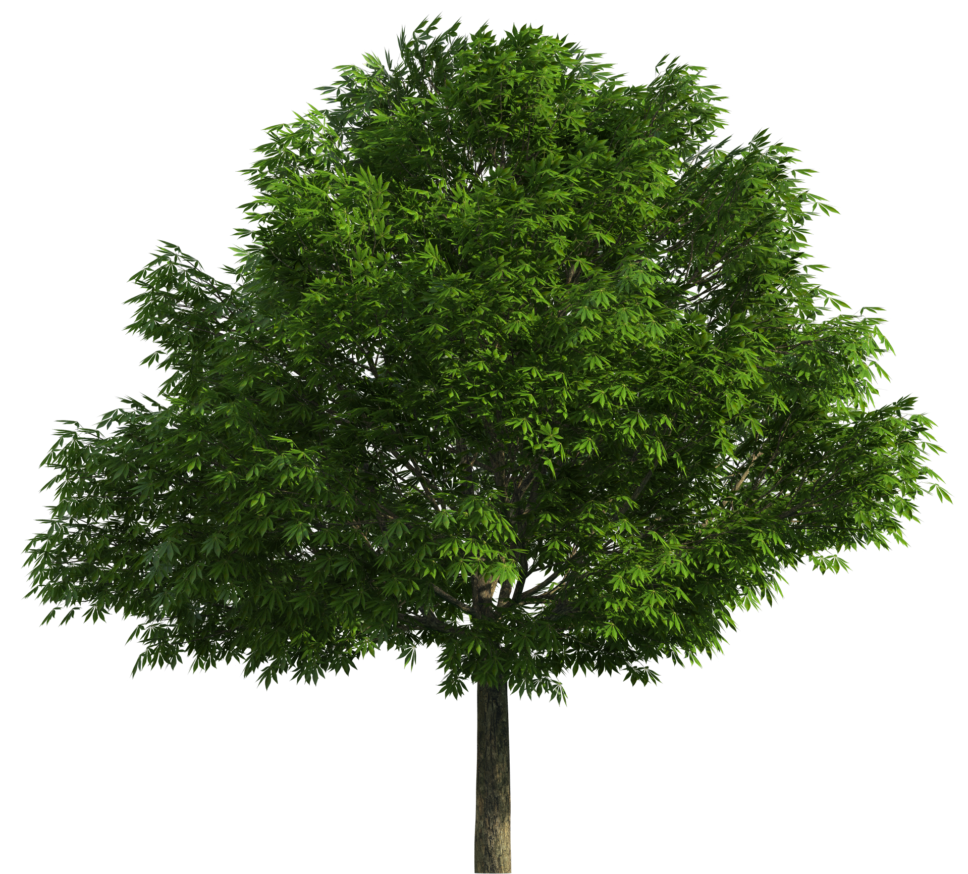 Realistic Tree PNG Clip Art - Best WEB Clipart