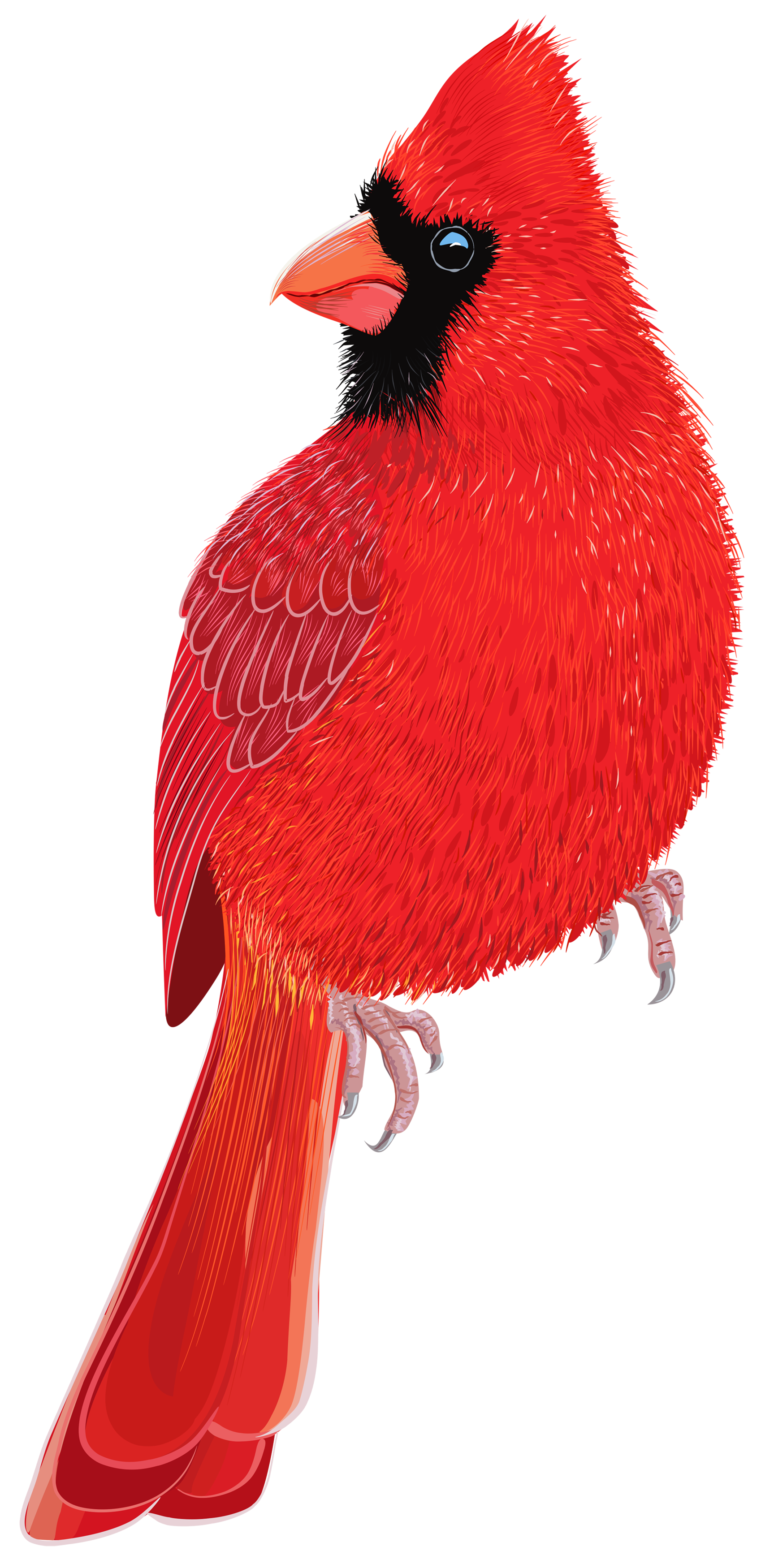 Red Bird PNG Clipart IMage - Best WEB Clipart