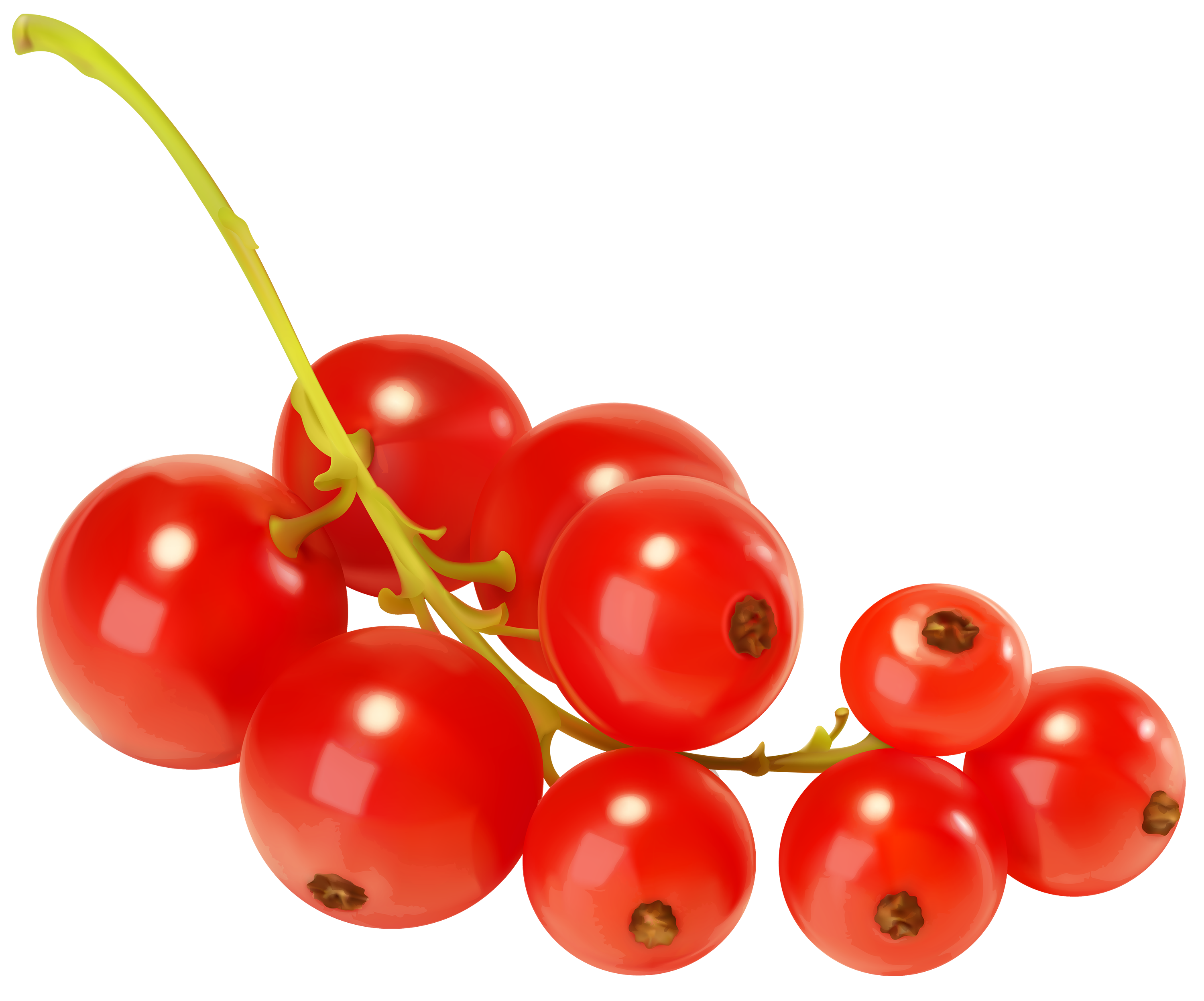 Red Currants PNG Clipart - Best WEB Clipart
