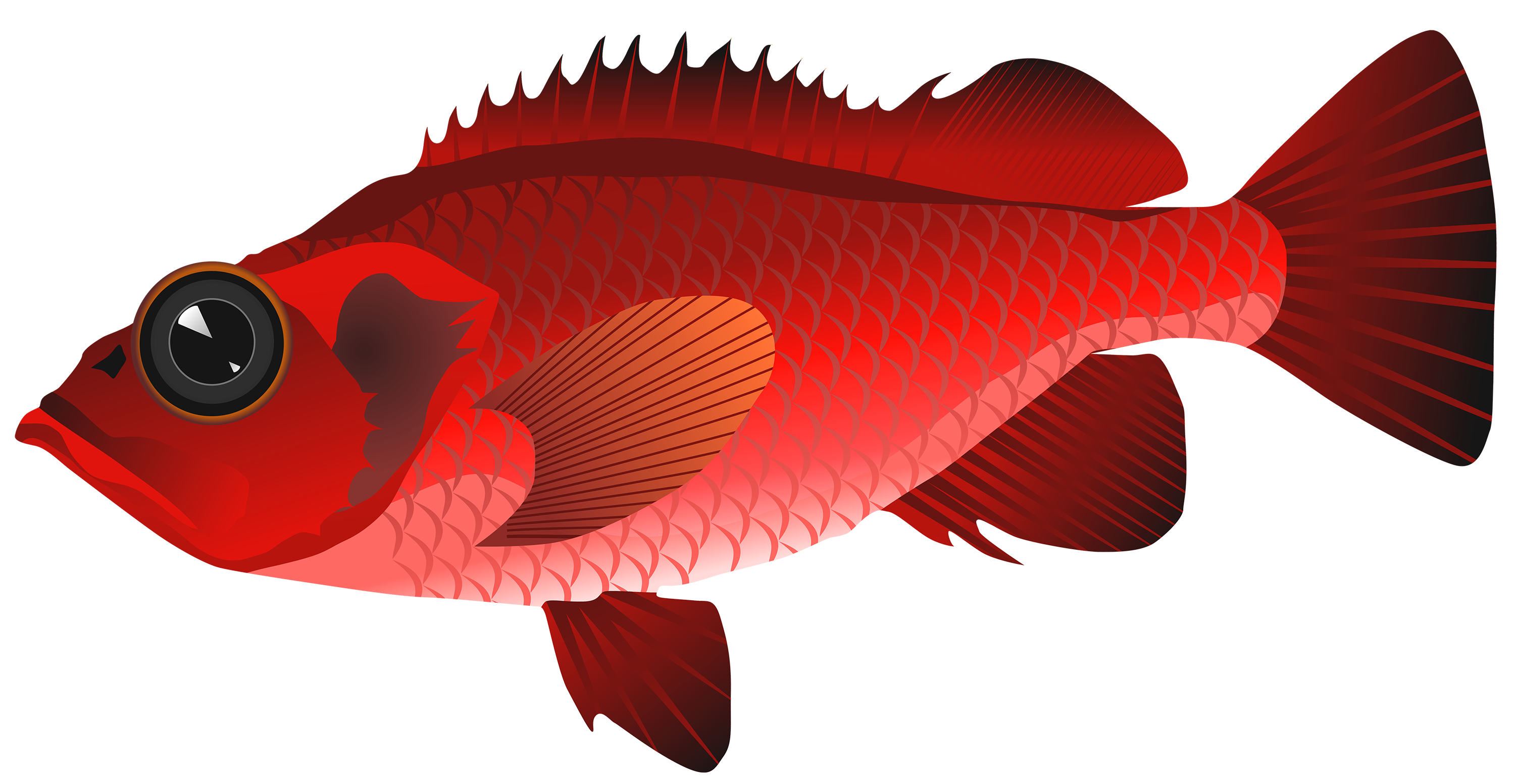 Red Sea Fish Png Clipart Image Best Web Clipart | Images and Photos finder