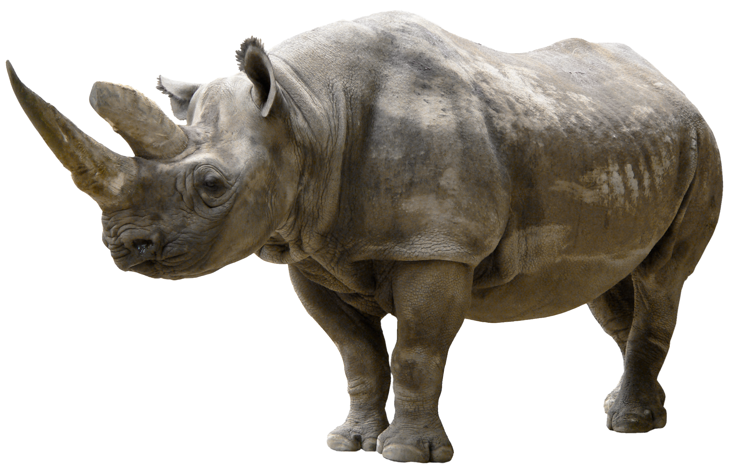Rhinoceros PNG Clip Art - Best WEB Clipart