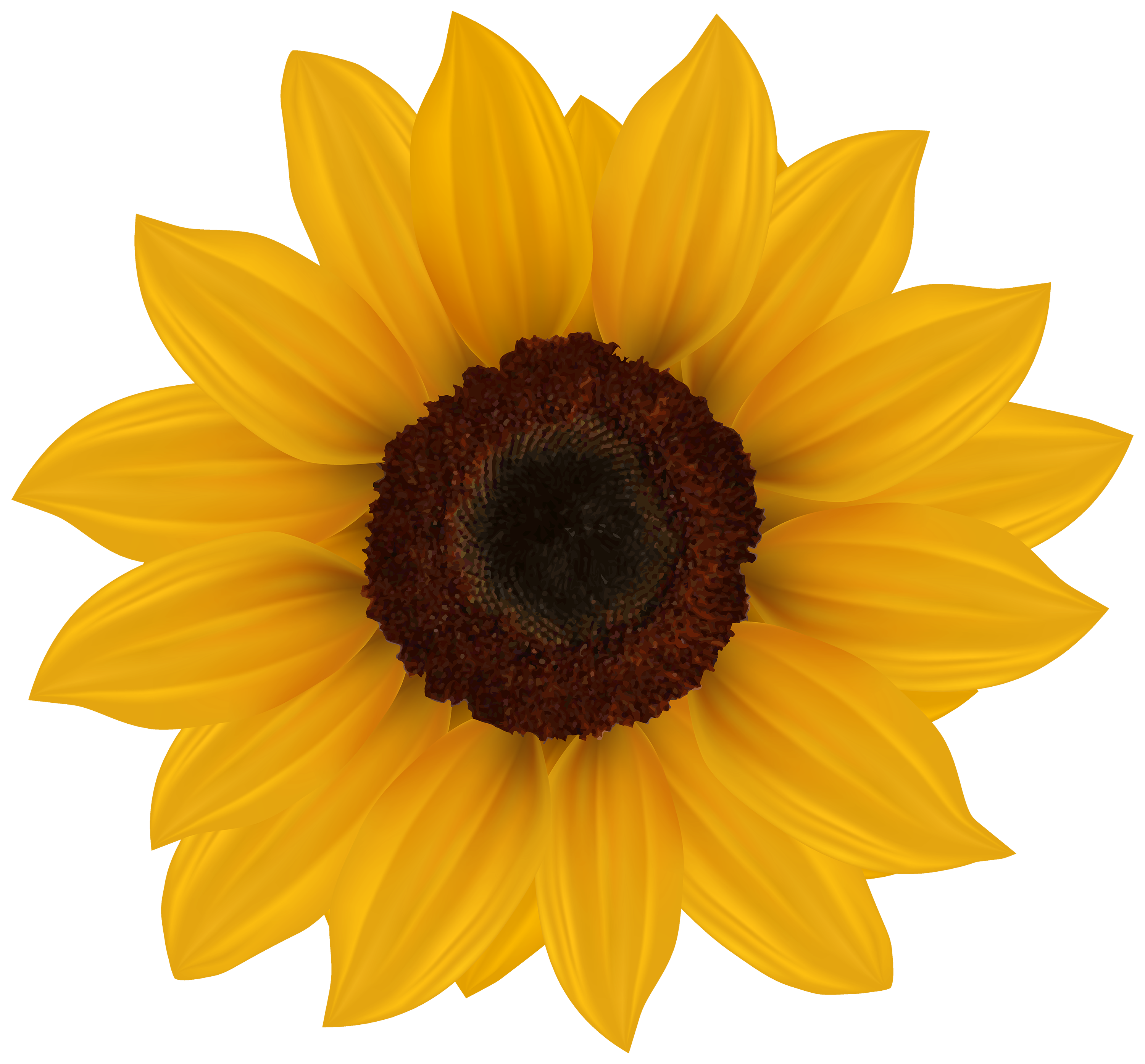 Free Free 204 Clipart Sunflower Png SVG PNG EPS DXF File