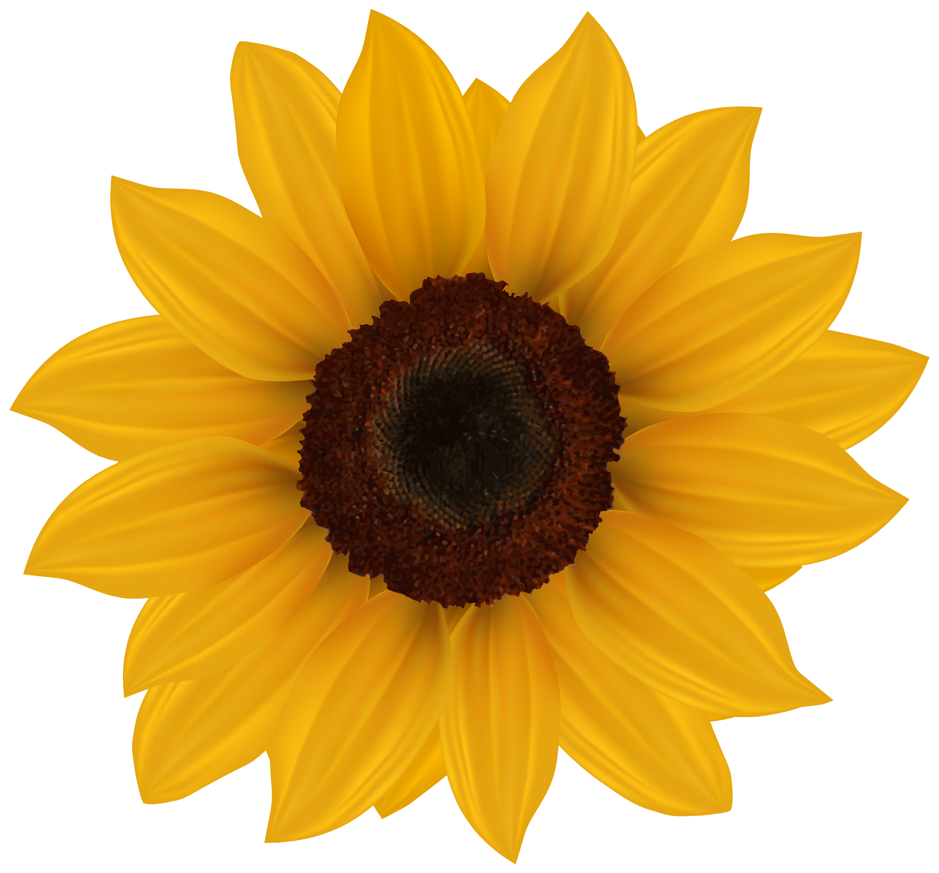 Free Free 203 Clipart Sun Flower Clipart Transparent Background Sunflower Sunflower Png SVG PNG EPS DXF File