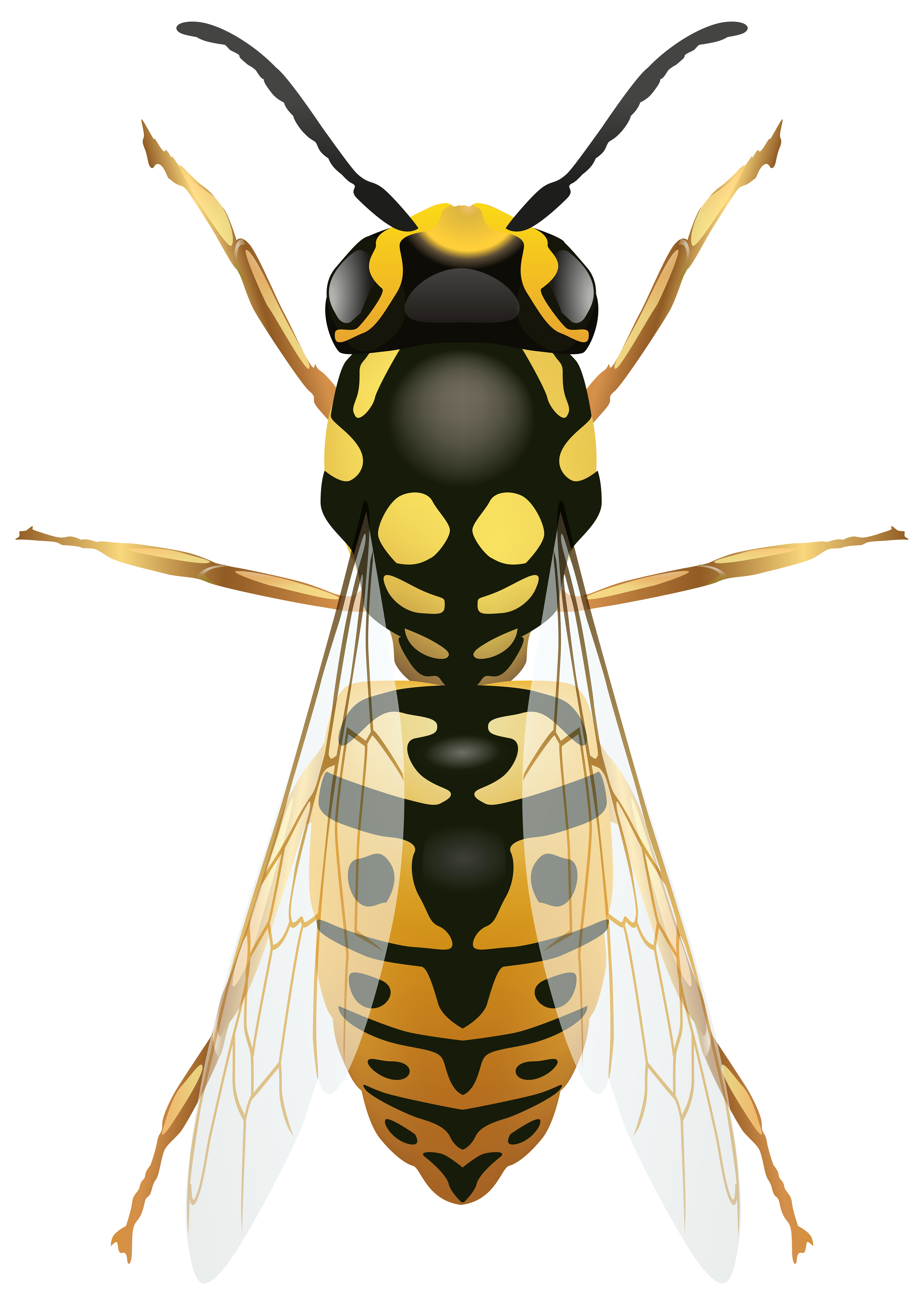 Wasp PNG Clip Art - Best WEB Clipart