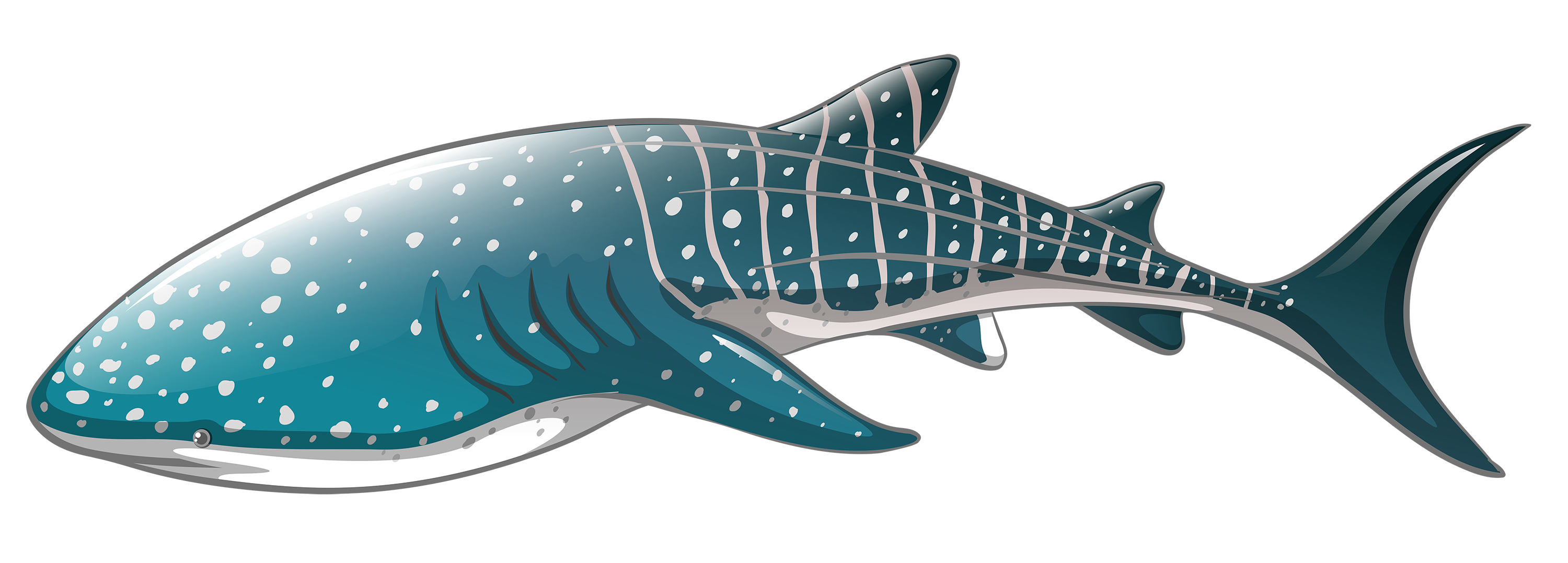 Whale Shark PNG Clipart - Best WEB Clipart