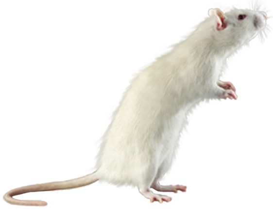 White Mouse PNG Clipart - Best WEB Clipart