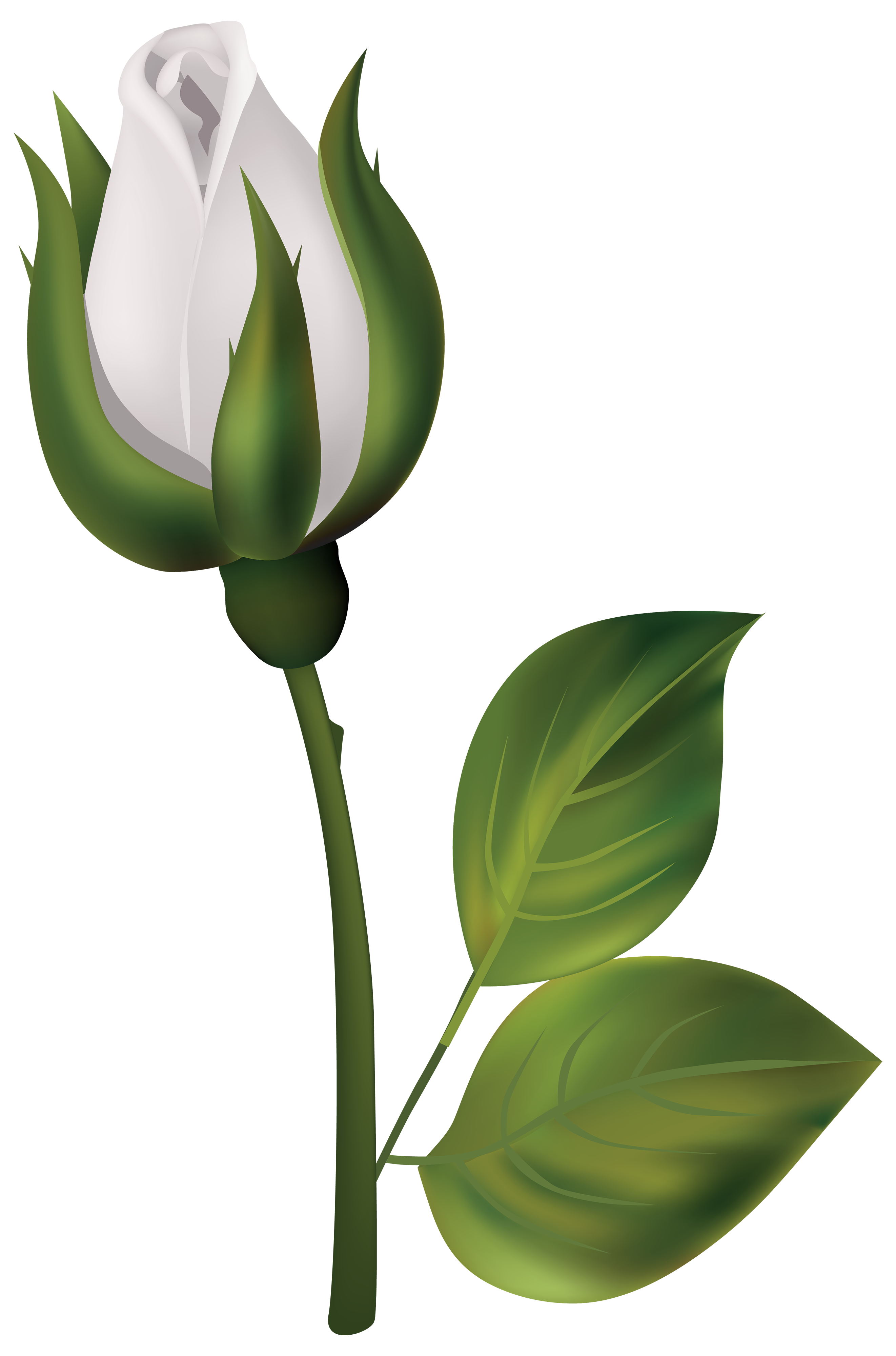 White Rose Bud PNG Clipart - Best WEB Clipart