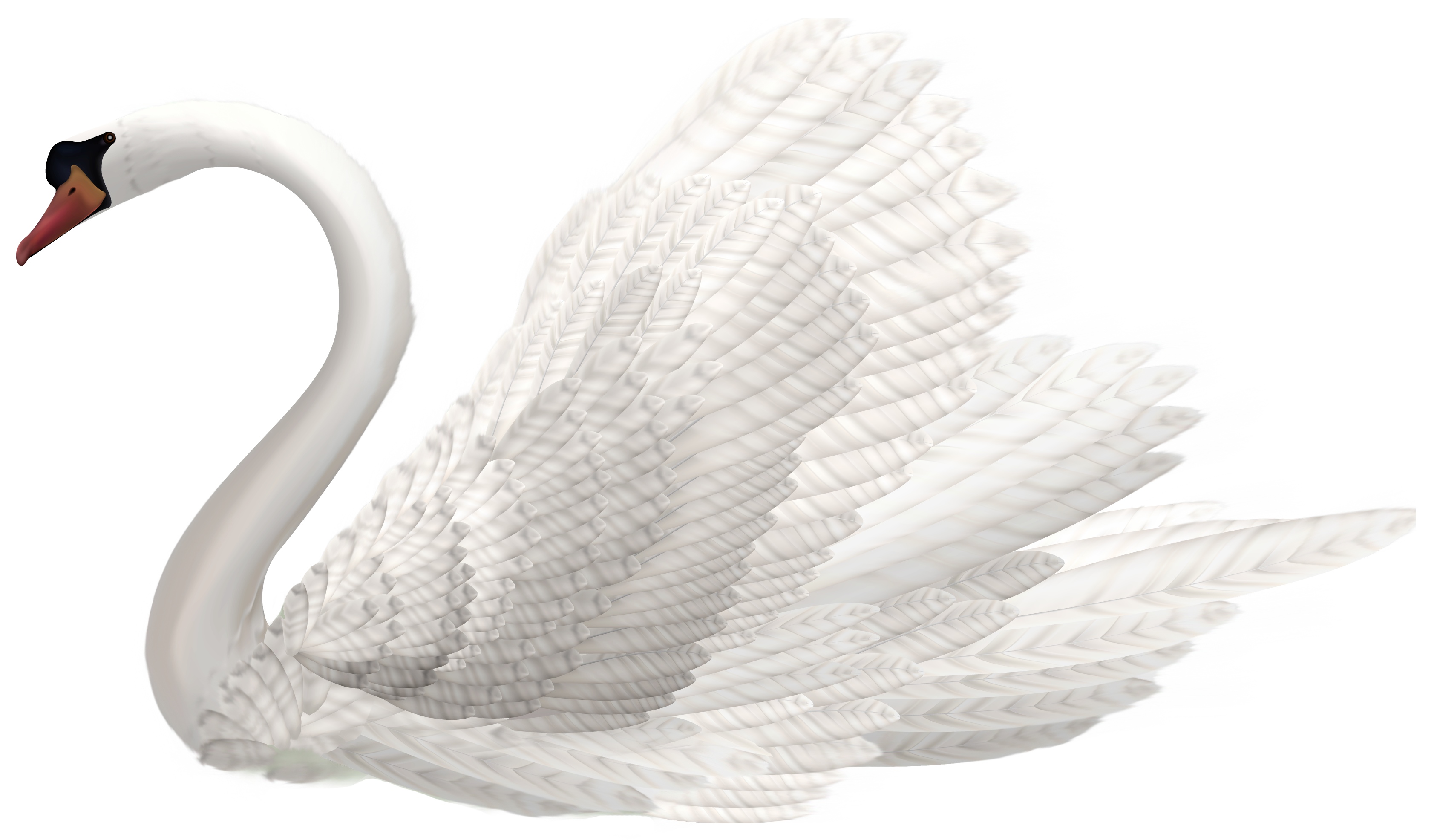 White Swan PNG Clipart Image - Best WEB Clipart