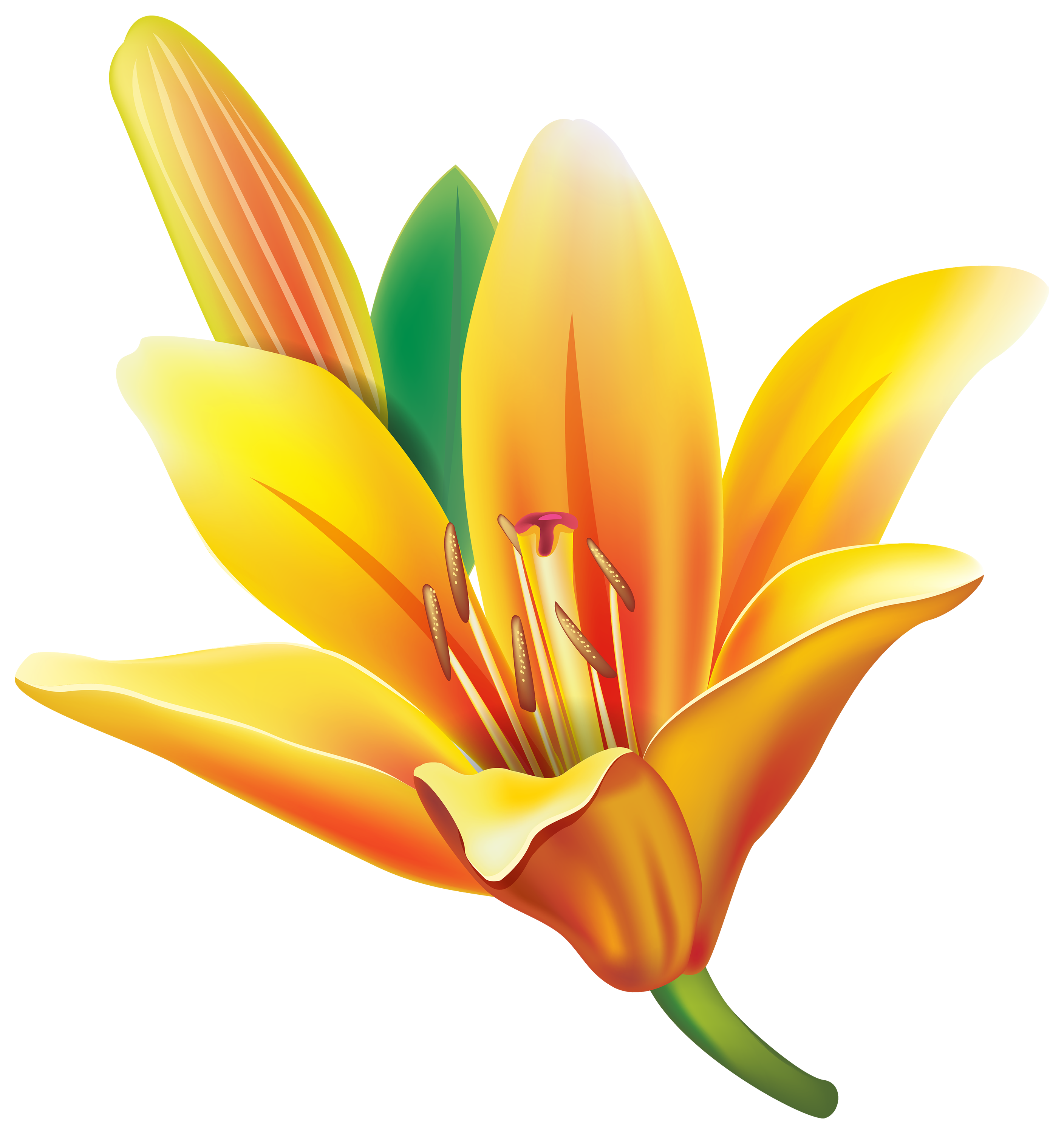 Yellow Lily Flower PNG Clipart - Best WEB Clipart