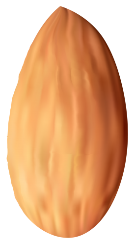 Almond Nut PNG Clipart - High-quality PNG Clipart Image in cattegory Nuts PNG / Clipart from ClipartPNG.com