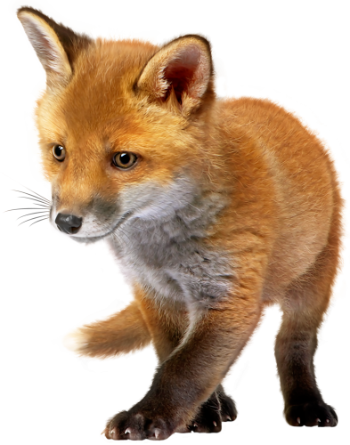 Baby Fox PNG Clip Art - High-quality PNG Clipart Image in cattegory Animals PNG / Clipart from ClipartPNG.com
