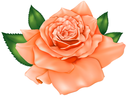 Beautiful Orange Rose PNG Clipart - High-quality PNG Clipart Image in cattegory Flowers PNG / Clipart from ClipartPNG.com
