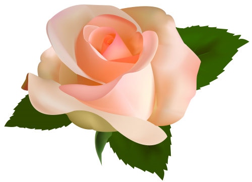 Beautiful Rose PNG Clipart - High-quality PNG Clipart Image in cattegory Flowers PNG / Clipart from ClipartPNG.com