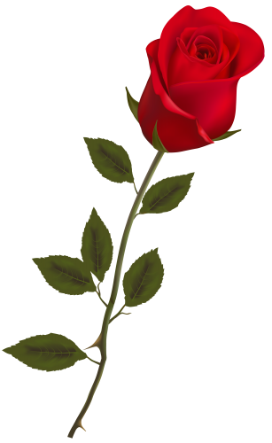 Beautiful Stem Red Rose PNG Clipart - High-quality PNG Clipart Image in cattegory Flowers PNG / Clipart from ClipartPNG.com