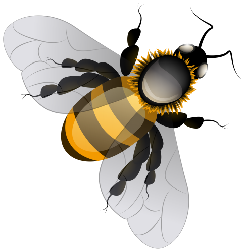 Bee PNG Clip Art - High-quality PNG Clipart Image in cattegory Insects PNG / Clipart from ClipartPNG.com