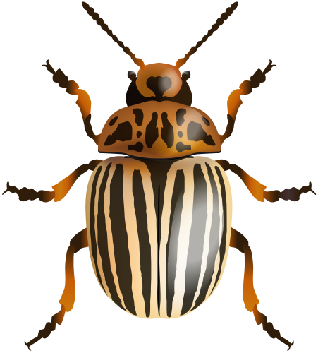 Beetle PNG Clip Art Image - High-quality PNG Clipart Image in cattegory Insects PNG / Clipart from ClipartPNG.com