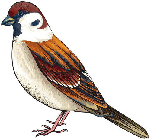 Bird PNG Clipart - High-quality PNG Clipart Image in cattegory Birds PNG / Clipart from ClipartPNG.com