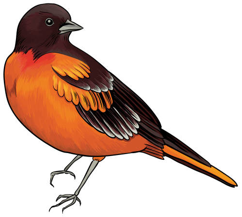 Black and Orange Bird PNG Clipart - High-quality PNG Clipart Image in cattegory Birds PNG / Clipart from ClipartPNG.com