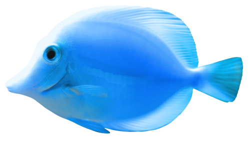 Blue Fish PNG Clipart - High-quality PNG Clipart Image in cattegory Underwater PNG / Clipart from ClipartPNG.com