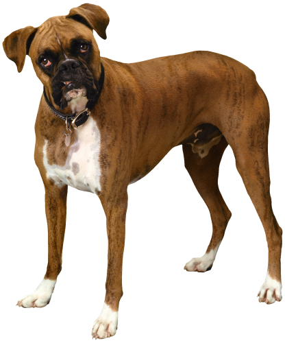Brown Bulldog PNG Clipart - High-quality PNG Clipart Image in cattegory Animals PNG / Clipart from ClipartPNG.com