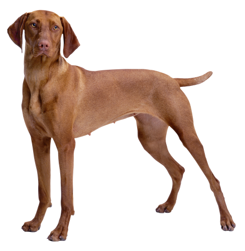 Brown Dog PNG Clipart - High-quality PNG Clipart Image in cattegory Animals PNG / Clipart from ClipartPNG.com