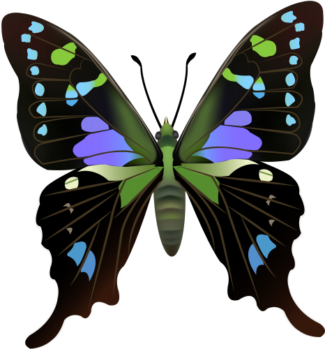 Butterfly PNG Clip Art - High-quality PNG Clipart Image in cattegory Insects PNG / Clipart from ClipartPNG.com