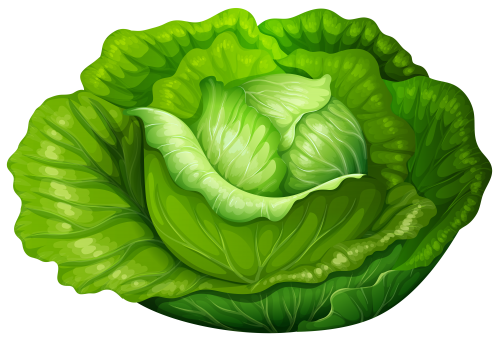 Cabbage PNG Clip Art - High-quality PNG Clipart Image in cattegory Vegetables PNG / Clipart from ClipartPNG.com