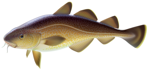Carp Fish PNG Clipart - High-quality PNG Clipart Image in cattegory Underwater PNG / Clipart from ClipartPNG.com