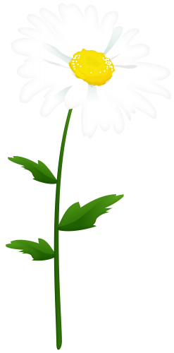 Chamomile PNG Clipart Image - High-quality PNG Clipart Image in cattegory Flowers PNG / Clipart from ClipartPNG.com