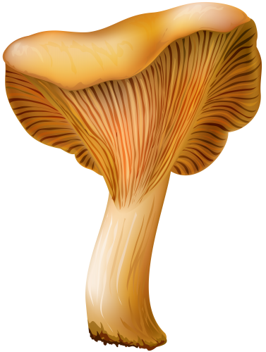Chanterelle Mushroom PNG Clip Art - High-quality PNG Clipart Image in cattegory Mushrooms PNG / Clipart from ClipartPNG.com