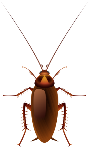 Cockroach PNG Clip Art - High-quality PNG Clipart Image in cattegory Insects PNG / Clipart from ClipartPNG.com