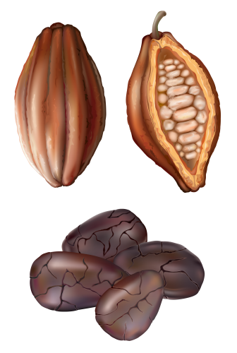 Cocoa Nut PNG Clip Art - High-quality PNG Clipart Image in cattegory Nuts PNG / Clipart from ClipartPNG.com