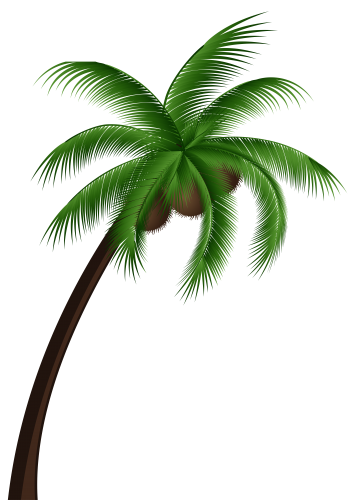 Coconut Palm Tree PNG Clip Art - High-quality PNG Clipart Image in cattegory Trees PNG / Clipart from ClipartPNG.com