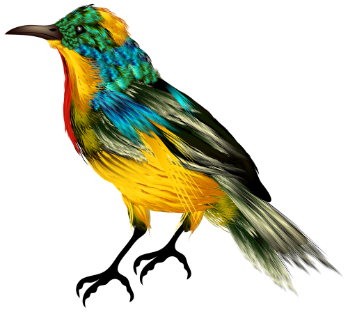 Colourful Bird PNG Clipart - High-quality PNG Clipart Image in cattegory Birds PNG / Clipart from ClipartPNG.com