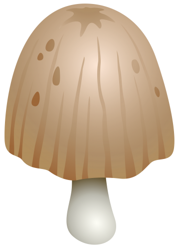 Coprinus Comatus Mushroom PNG Clipart - High-quality PNG Clipart Image in cattegory Mushrooms PNG / Clipart from ClipartPNG.com
